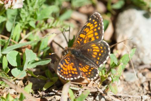 Melitaea sp.